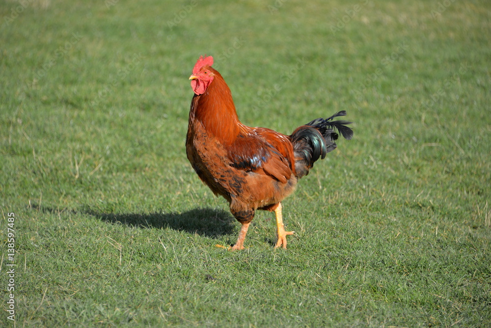 Fototapeta premium Volatile