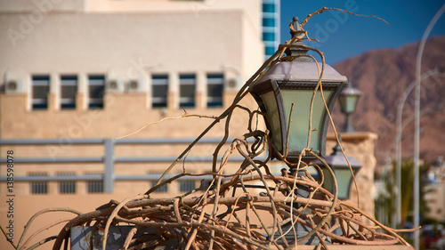 Street lantern, shrouded with branches of plants. photo