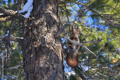 Sciurus vulgaris. Red squirrel in the forest on the Yamal Peninsula