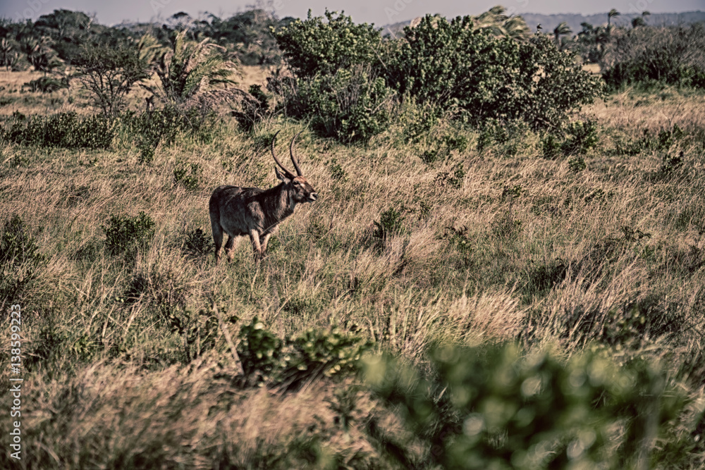 in south africa wildlife impala in south africa wildlife impala