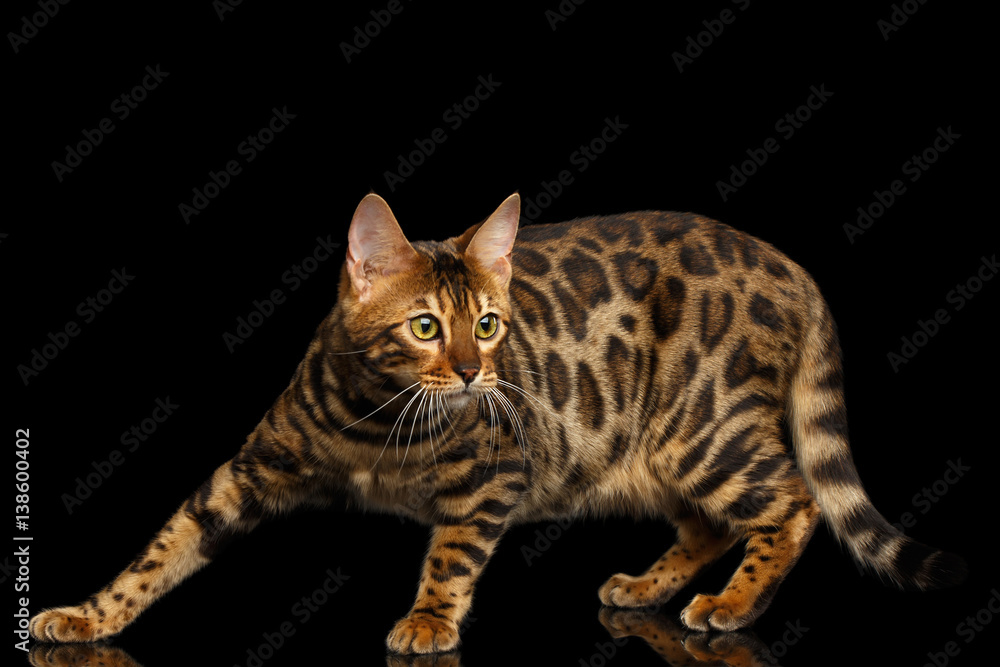 Spotted Bengal cat standing on isolated Black Background, side view Spotted Bengal cat standing on isolated Black Background, side view