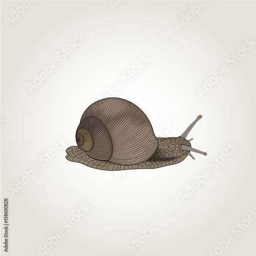 Hand drawing snail.