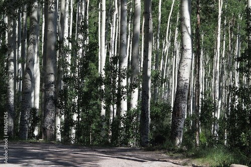 Aspen trees in summer near Aspen  Colorado