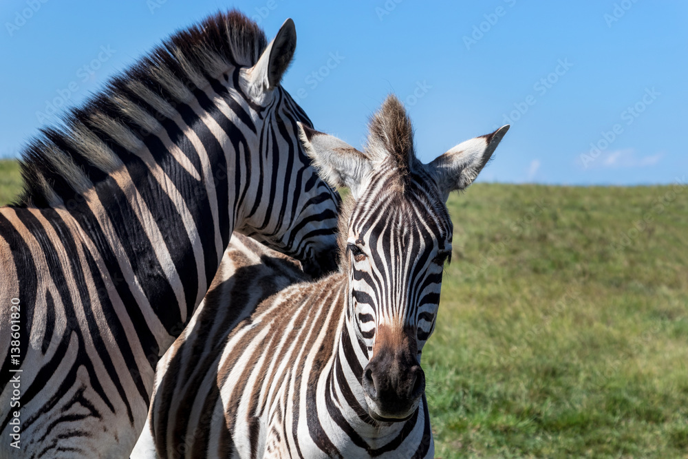 Naklejka premium Cute zebras - Burchell's Zebra (Equus burchelli), Eastern Cape, South Africa