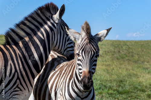 Cute zebras - Burchell's Zebra (Equus burchelli), Eastern Cape, South Africa