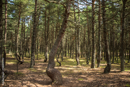 Billede på lærred Curonian Spit