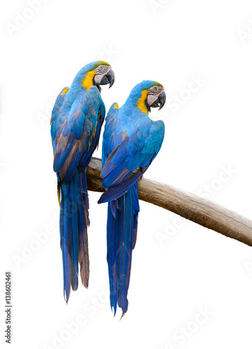 Blue and yellow macaw, Beautiful bird isolated on branch with white background.