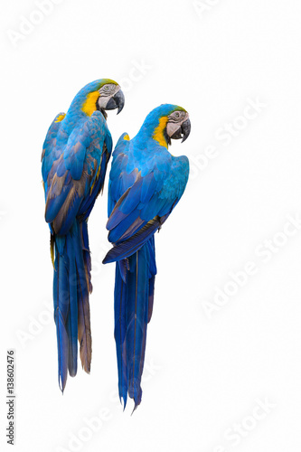 Blue and yellow macaw, Beautiful bird isolated on branch with white background. © Narupon