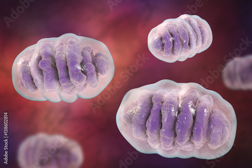Mitochondria, a membrane-enclosed cellular organelles, which produce energy, 3D illustration photo