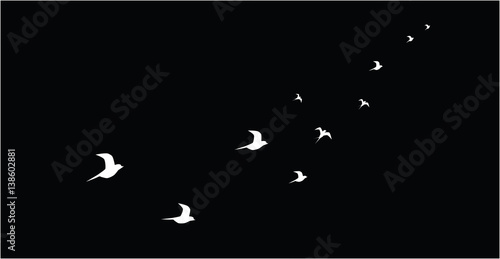 silhouettes of flying birds isolated on black background vector image