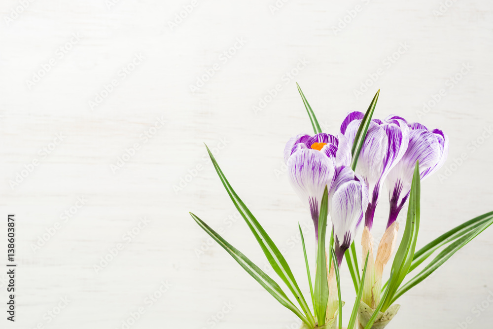 Spring lilac and purple crocus in a flowerpot. Green leaves. Spring card. Spring lilac and purple crocus in a flowerpot. Green leaves. Spring card.