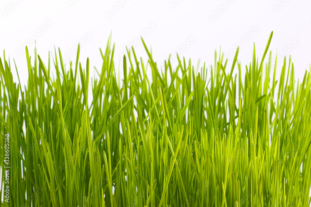 Fresh green wheat grass Fresh green wheat grass