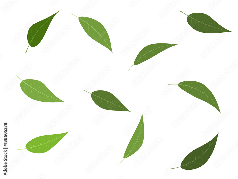 Vector illustration set of green tree leaves Vector illustration set of green tree leaves