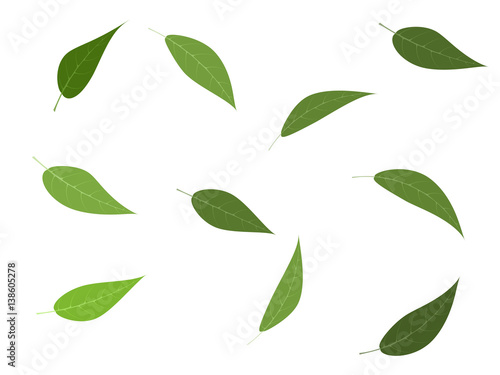 Vector illustration set of green tree leaves