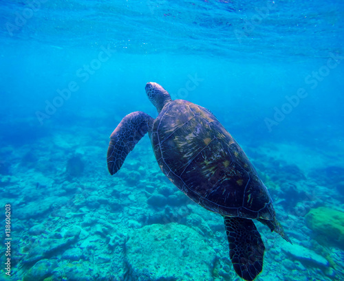 Sea turtle in blue water by coral reef, Philippines, Apo island. Olive ridley turtle in blue sea
