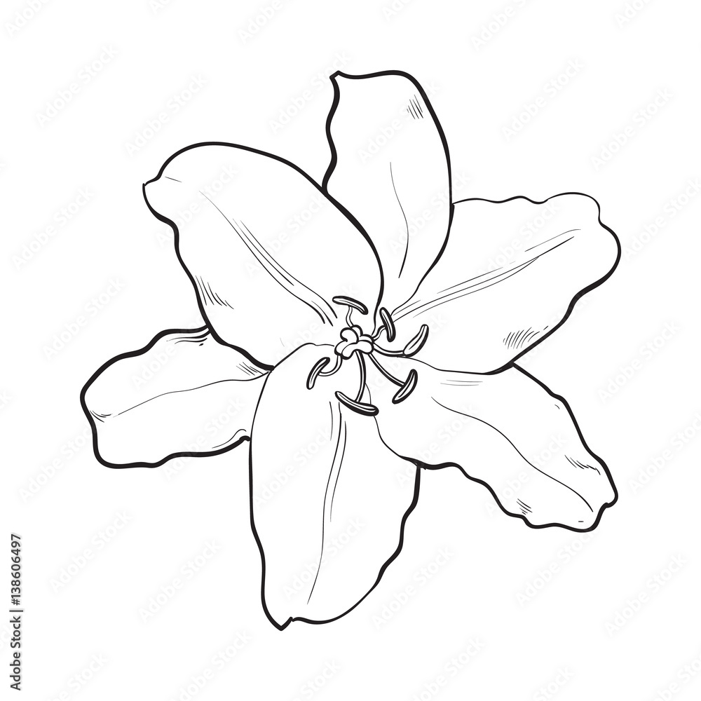 Single hand drawn white lily flower, top view, sketch style vector
