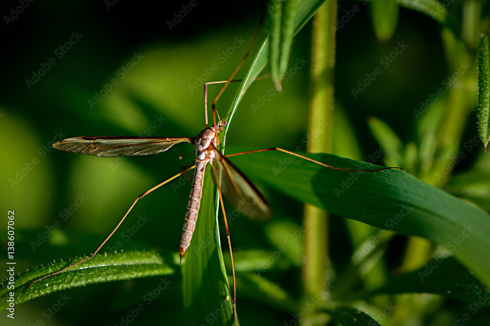 Insekt, Makro, Fliege, Schnarke, Mücke, grün, outdoor, Natur, Tier, Insekt, Makro, Fliege, Schnarke, Mücke, grün, outdoor, Natur, Tier,
