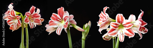 Slika na platnu amaryllis flowers