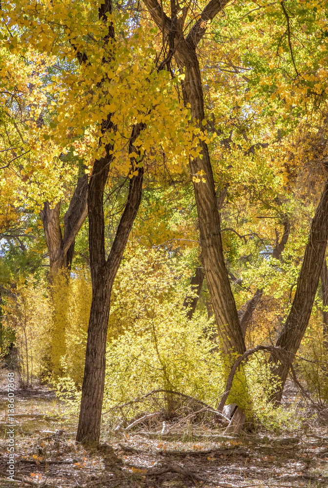 Cottonwood trees, grasses, and shrubs in autumn along Rio Grande in central New Mexico