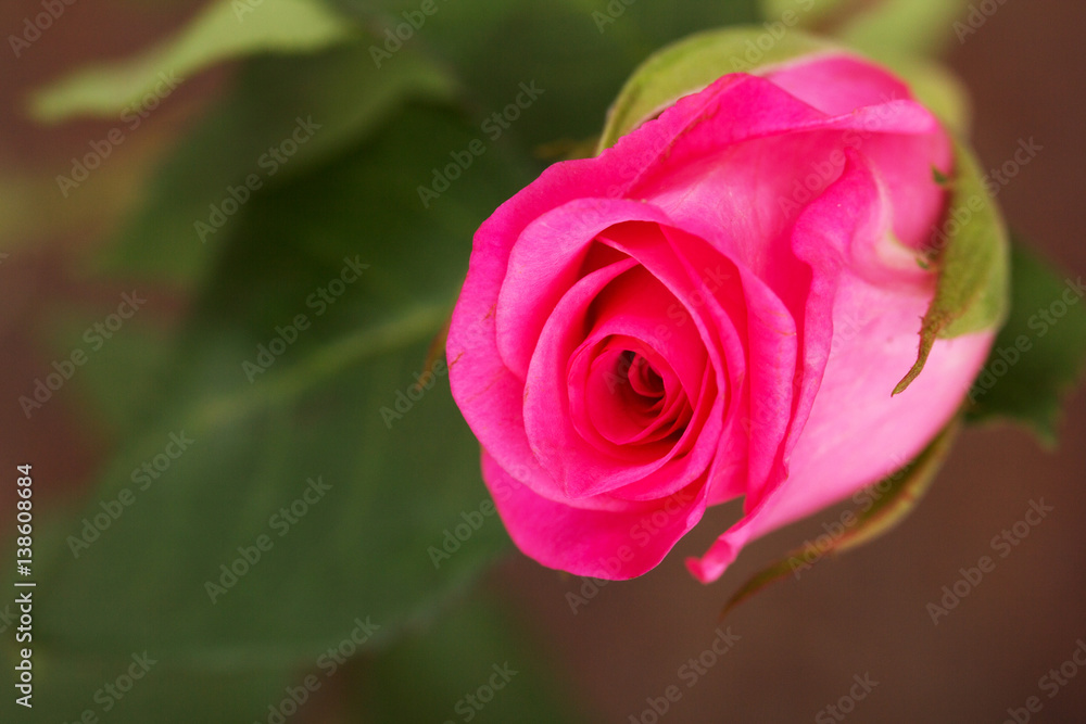 Delicate beautiful rose on a plain background Delicate beautiful rose on a plain background