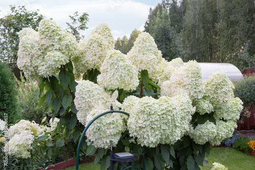 hydrangea with large white caps of flowers