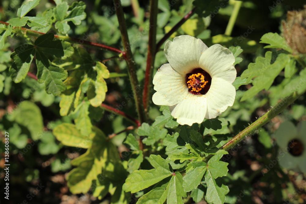 Foto de "Venice Mallow" flower (or Bladder Hibiscus, Bladder Ketmia