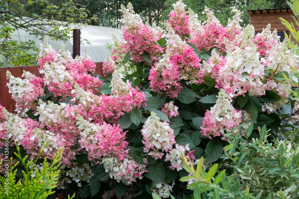 hydrangea bush with pink caps of flowers