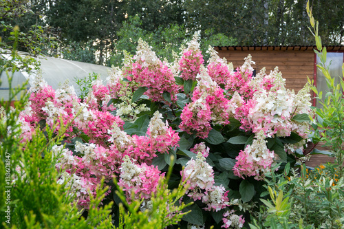 hydrangea bush with pink caps of flowers