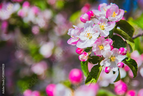 Flowers of apple. Bright spring background.