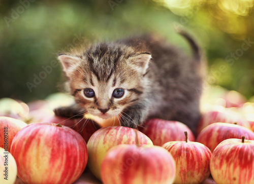 litttle gray kitten on autumn apples photo