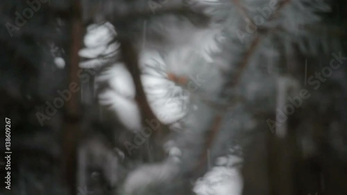 snow falling on an evergreen tree in winter