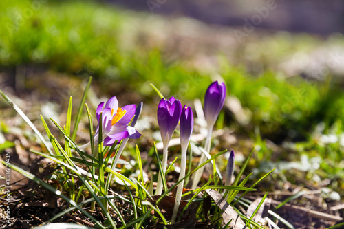 Violet blooming crocus. The first spring flowers. The awakening of nature after winter.