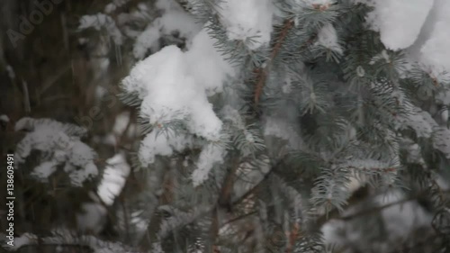 snow falling on an evergreen tree in winter