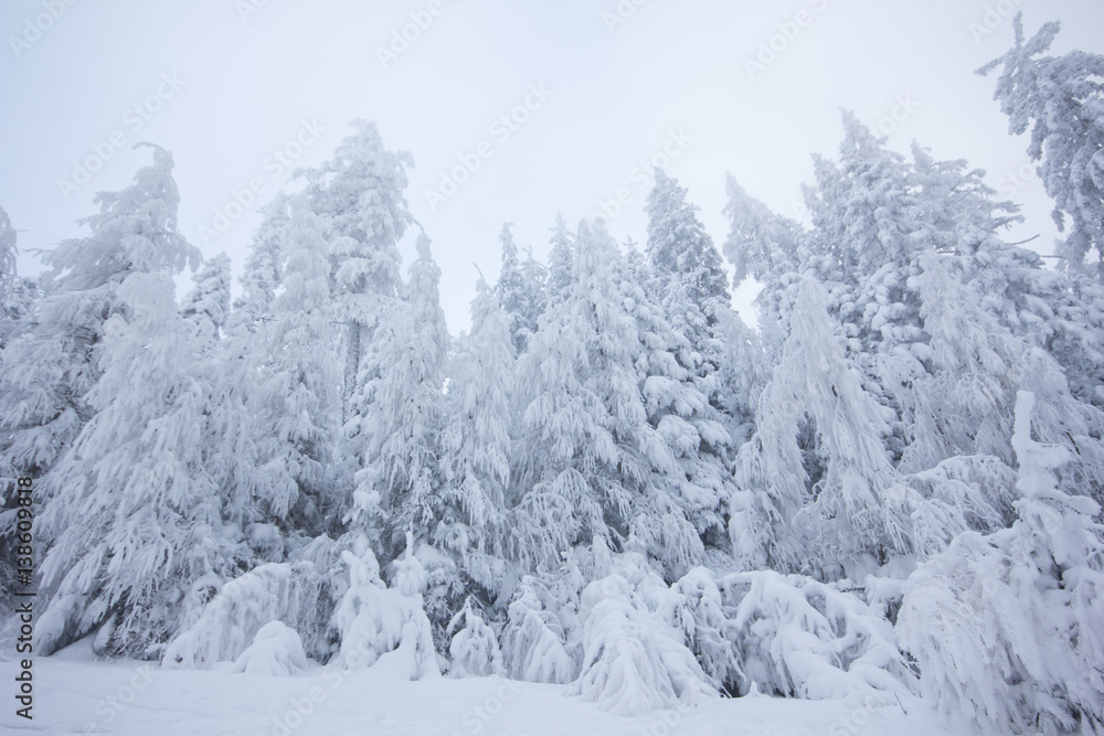 Fototapeta premium Winter am Berg