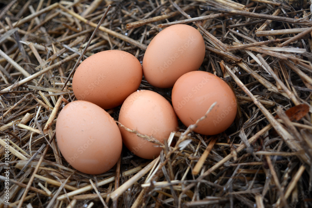 brown chicken eggs in the straw, food, agriculture brown chicken eggs in the straw, food, agriculture