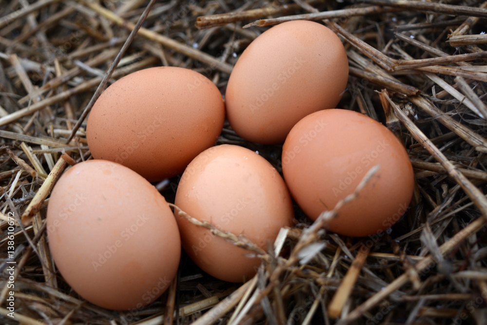 brown chicken eggs in the straw, food, agriculture 