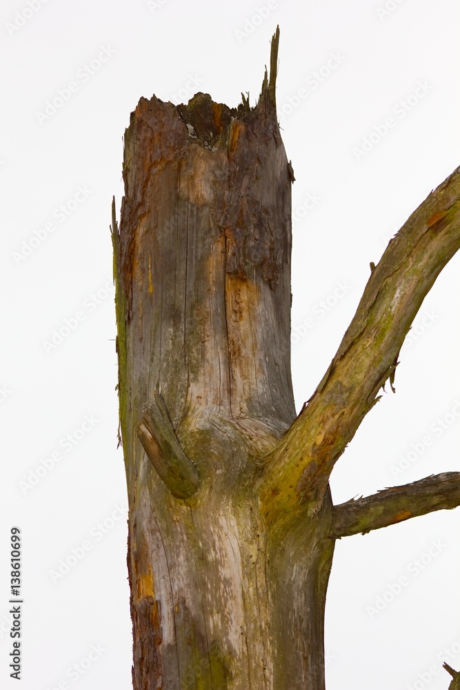 Naklejka premium Pine bark in the background.