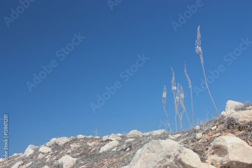 Flowers in desert mountains, Cyprus