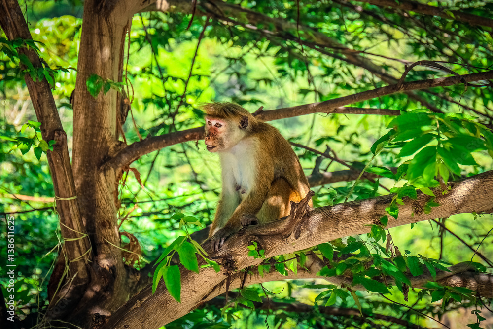 Monkey in a tree captured in ella Sri Lanka Monkey in a tree captured in ella Sri Lanka