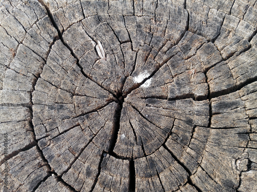 Fototapeta premium wood texture