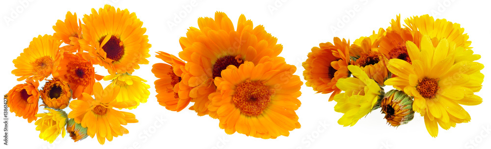 marigold marigold