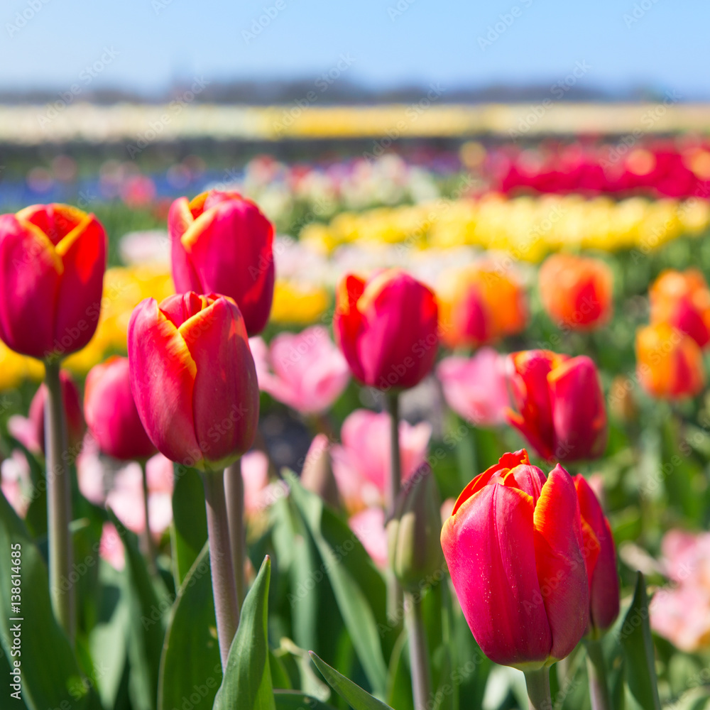 Obraz premium Dutch landscape with colorful tulips