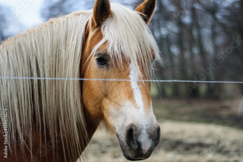 The east german horse.