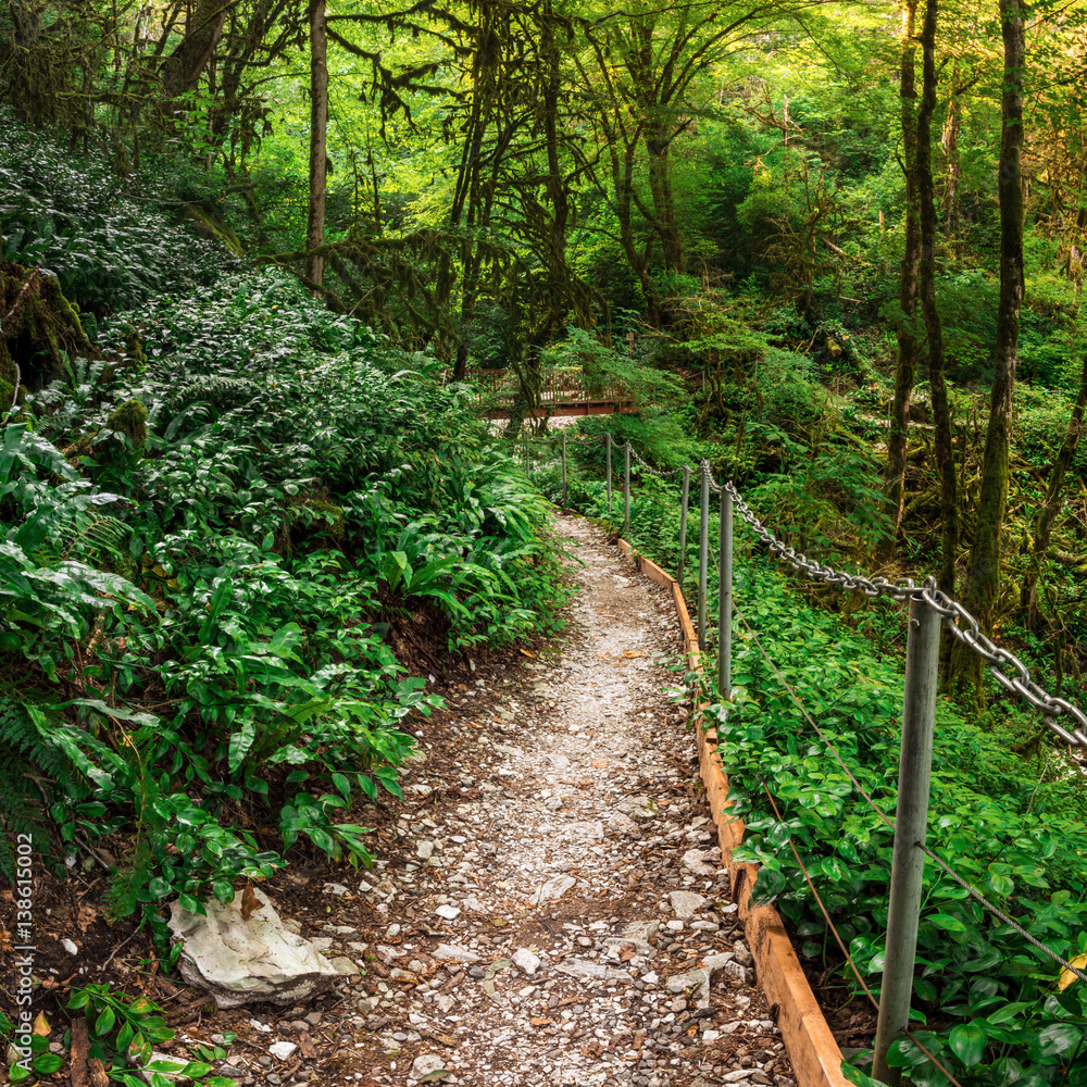 Obraz premium Popular tourist route in Yew-Boxwood Grove in Caucasian biosphere reserve, Khosta district of Sochi, Russia.