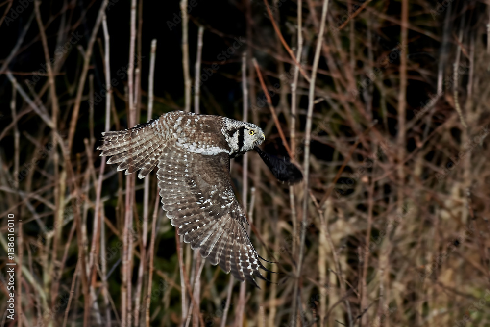 Fototapeta premium Northern hawk-owl (Surnia ulula)