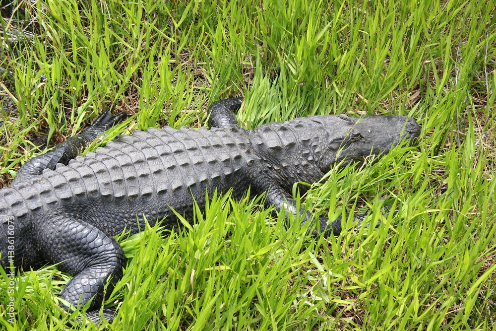 Fototapeta premium Gloating or resting alligator