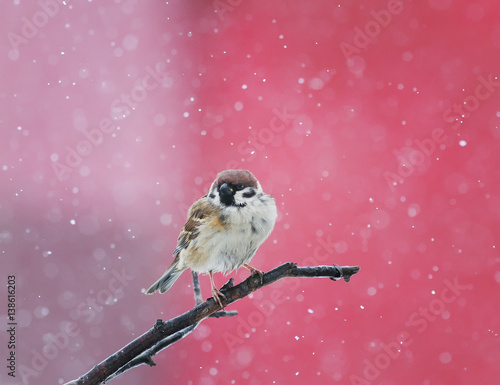 the bird Sparrow sits on a branch in the snow in Park at winter