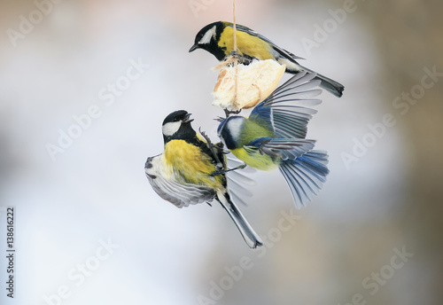 birds Tits eating suet at the feeder and I bet flapping the wings