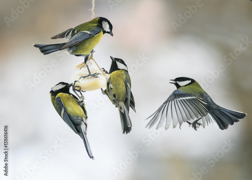 małe głodne ptaki Cycki na karmniku dla ptaków jedzące tłuszcz