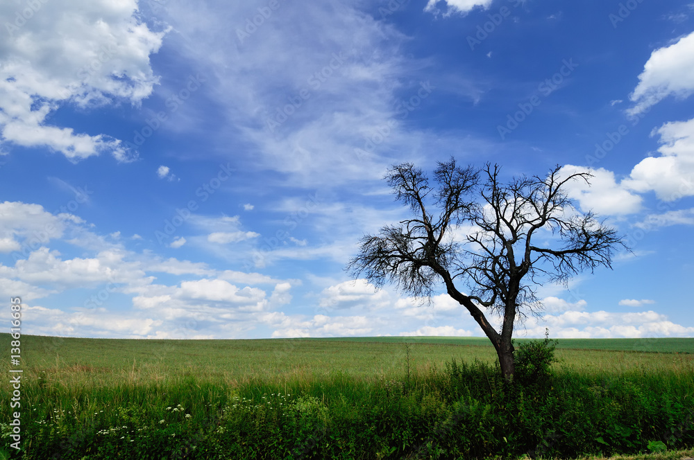 Obraz premium Summer landscape with branchy dead tree in the green meadow against a picturesque cloudy sky on a perfect sunny day 